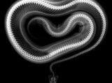 Radiografía serpiente